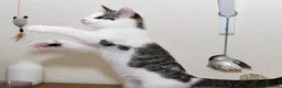 Mixed Breed cats for sale: Beautiful Home-Raised Kittens – Ready at 12 Weeks - Advert 13