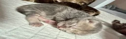 Mixed Breed cats for sale: Lovely Litter Of Mixed Kittens in Hull - Advert 7