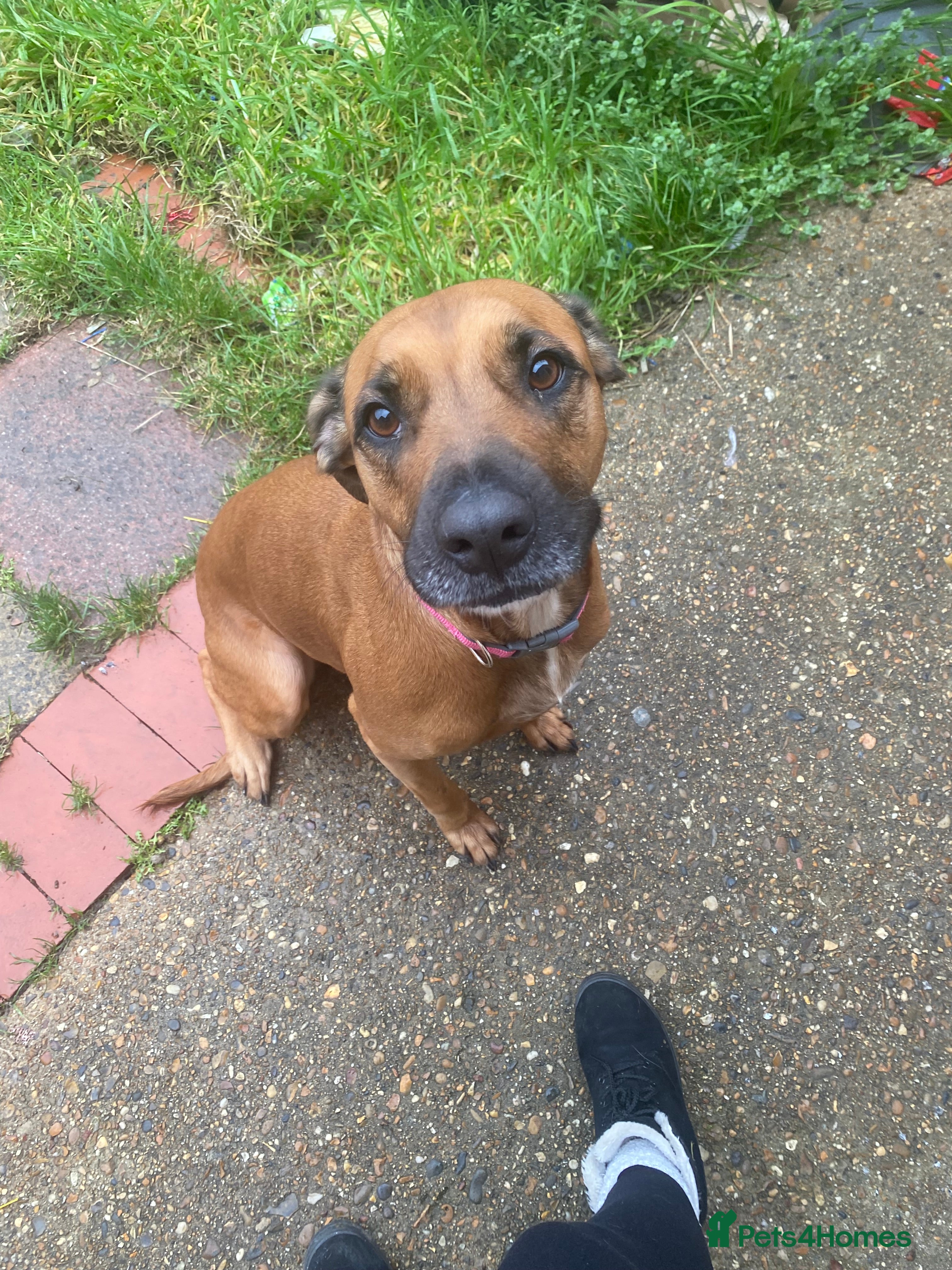 Mixed Breed dogs Staffy cross. In need of good home!  - Advert 8