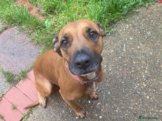 Mixed Breed dogs Staffy cross. In need of good home! - Advert 1