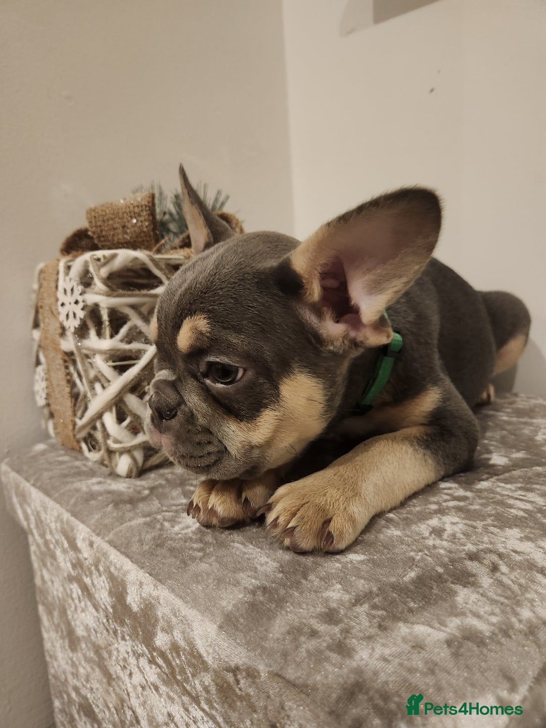 French Bulldog dogs for sale: Fluffy French bulldog puppies- strong bloodline. - Advert 5