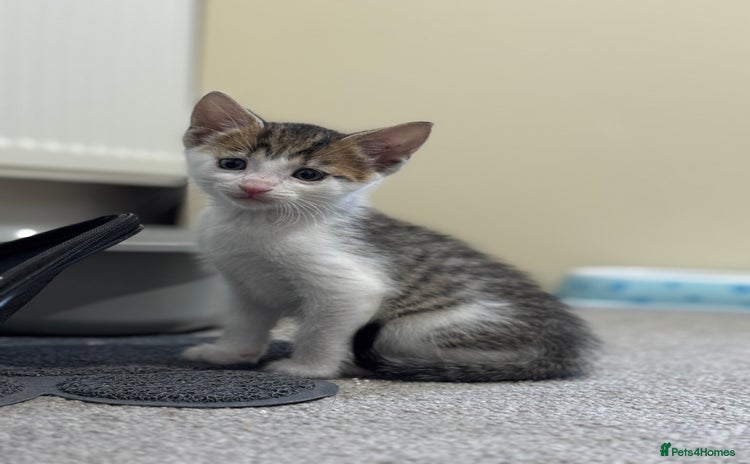 Mixed Breed cats - Advert 4