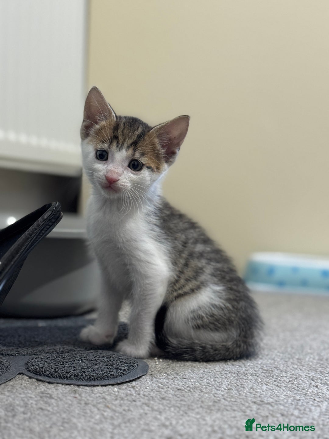 Mixed Breed cats for sale: Male kitten  - Image 1
