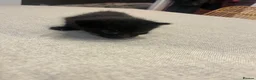Mixed Breed cats for sale: 6 Gorgeous little kittens in Tunbridge Wells - Advert 4