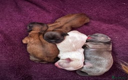 Shih Tzu dogs for sale: A girl and a boy - Image 8