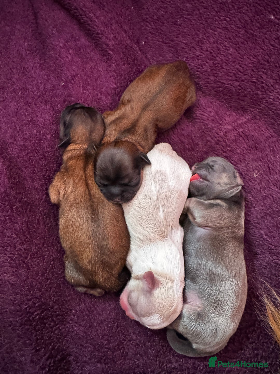Shih Tzu dogs for sale: A girl and a boy - Image 8