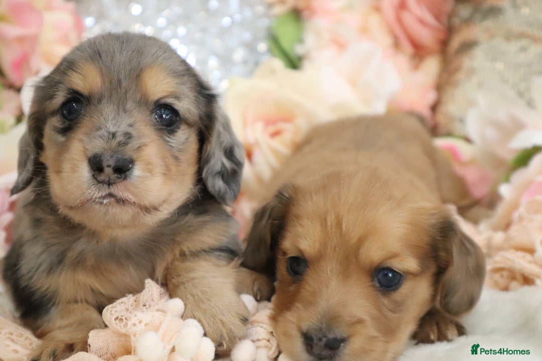 Miniature Dachshund dogs for sale: KC Registered Miniature Dachshund Puppies - Image 3