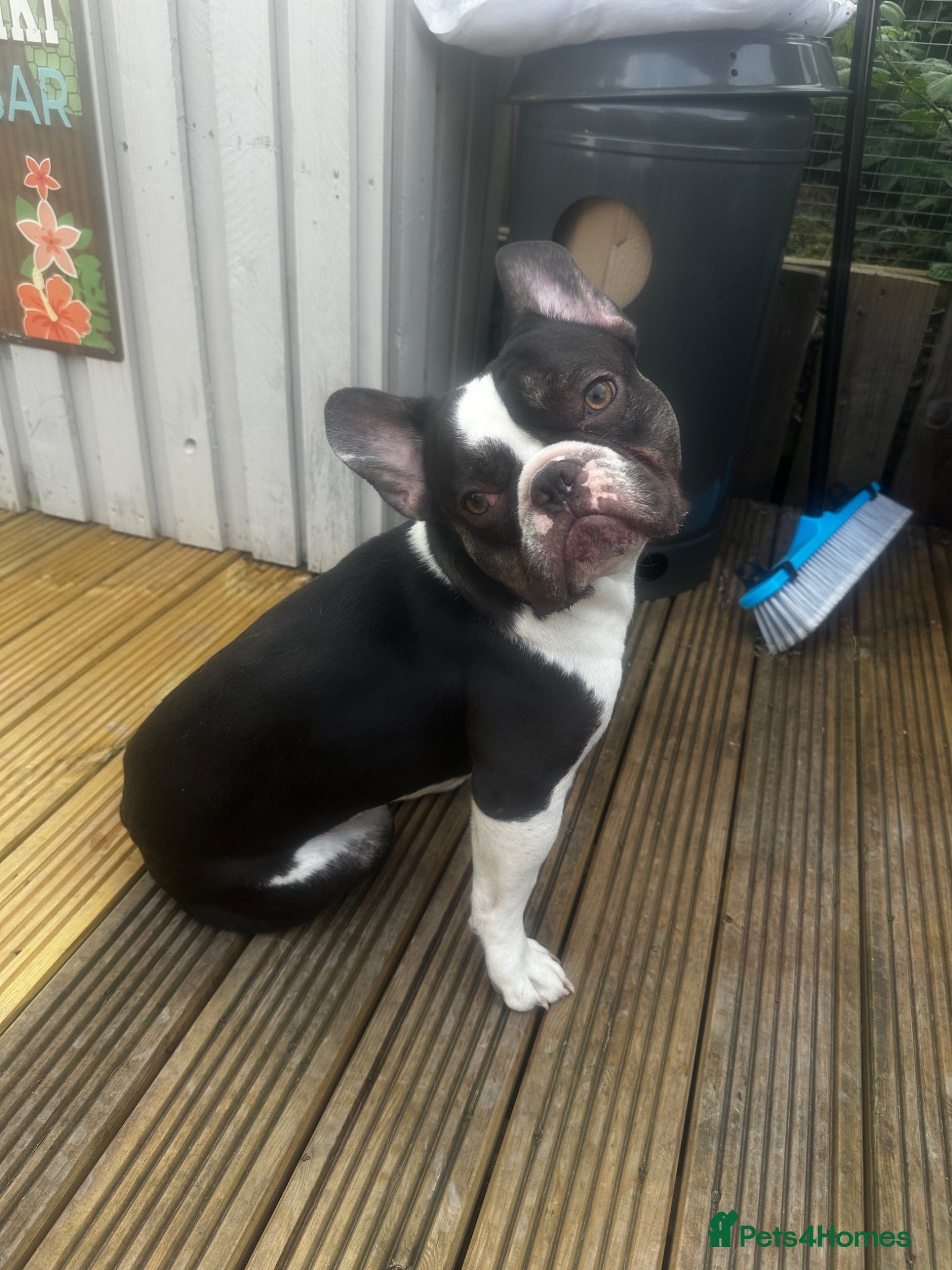 French Bulldog dogs French bulldog - Advert 12