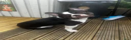 French Bulldog dogs for sale: French bulldog in Trowbridge - Advert 1