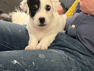 Jack Russell dogs Patchy 8 week old male broken coat terrier - Advert 5