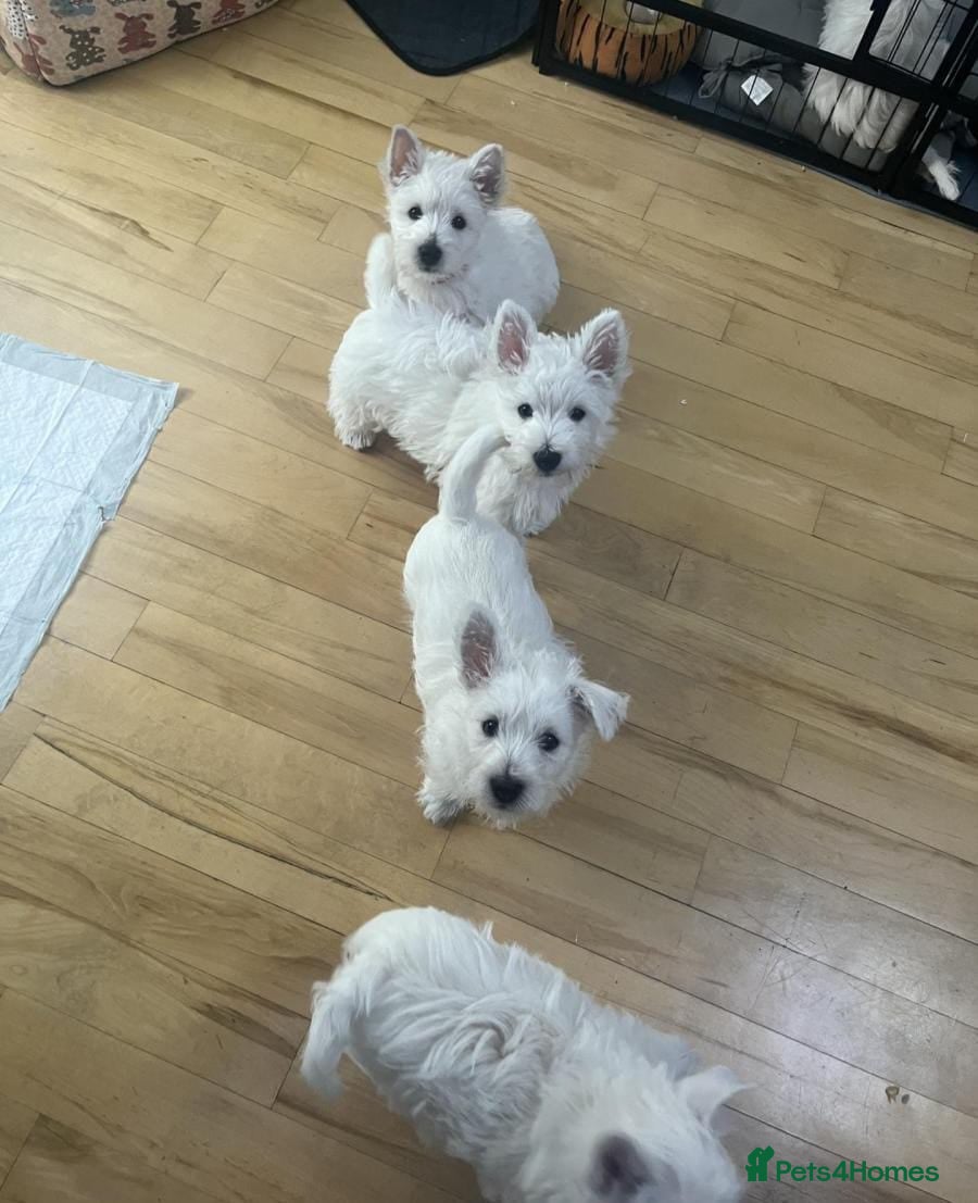 West Highland Terrier dogs WEST HIGHLAND PUPPIES AVAILABLE TODAY - Advert 2