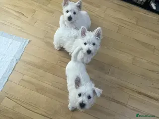 West Highland Terrier dogs WEST HIGHLAND PUPPIES AVAILABLE TODAY - Advert 4