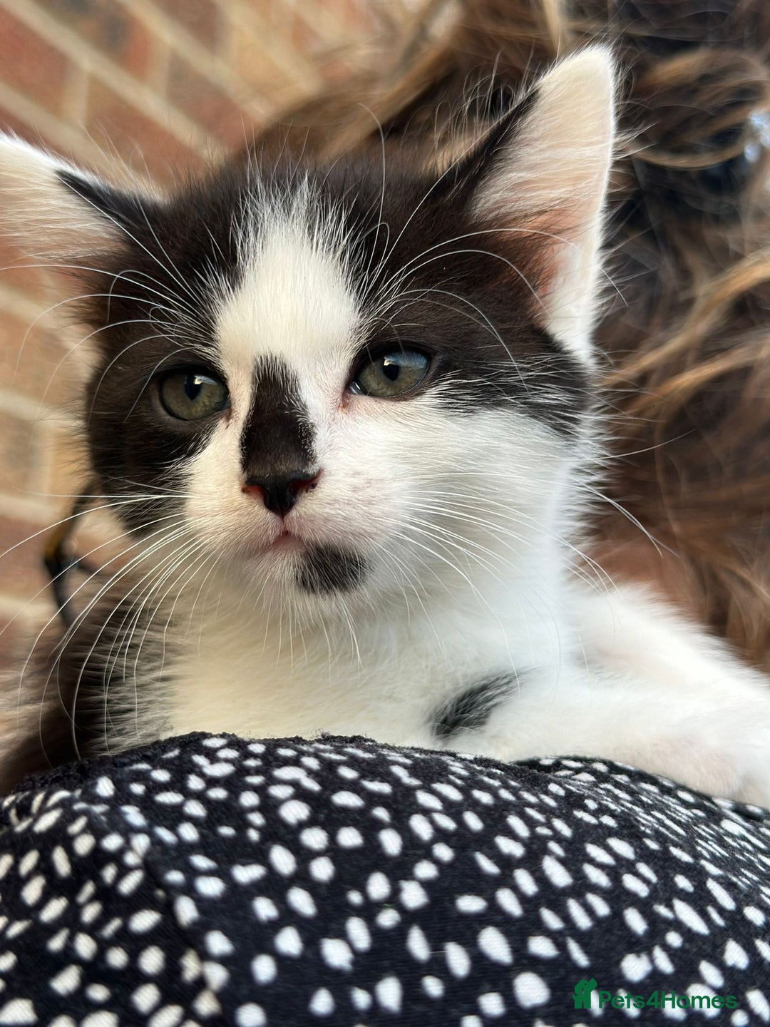 Mixed Breed cats for sale: For Sale: 5 Adorable Male Kittens 🐾 - Image 7