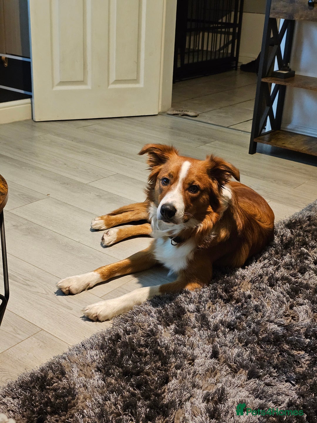 Border Collie dogs for sale: Loving Border Collie "Ollie" Needs a New Home - Advert 4