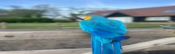 Macaws birds for sale: Stunning & funny Macaw - Advert 7