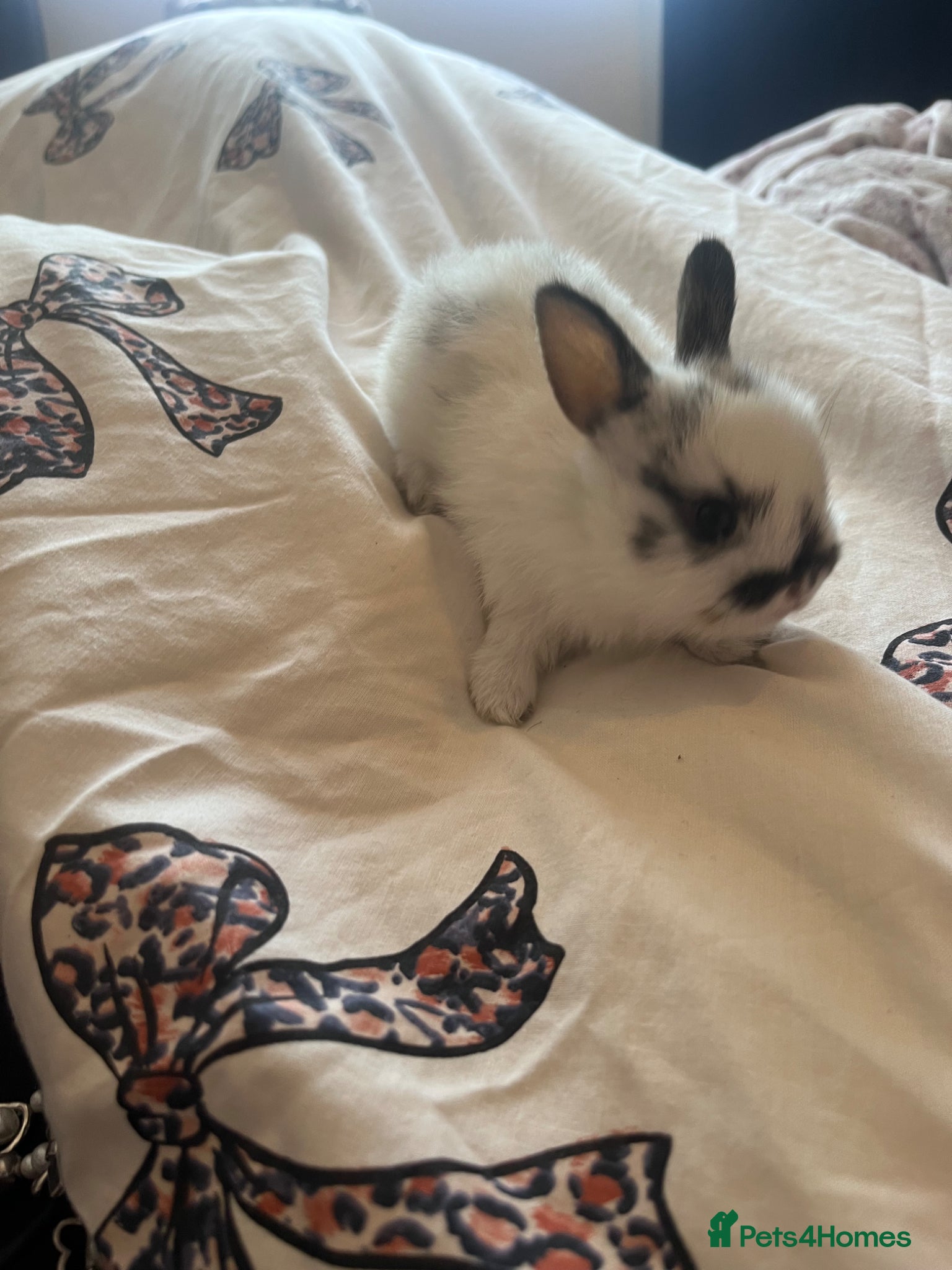 Mini Lion Lop rabbits for sale: Mini lop x double manned lion  in Nottingham - Advert 2