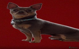 Chihuahua dogs for stud: Male Smooth Haired Chihuahua. - Image 2
