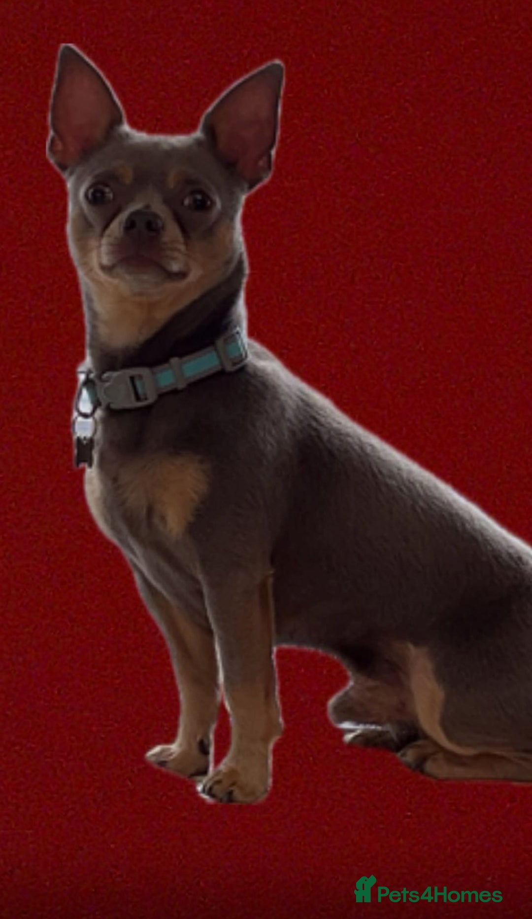 Chihuahua dogs for stud: Male Smooth Haired Chihuahua. - Image 2