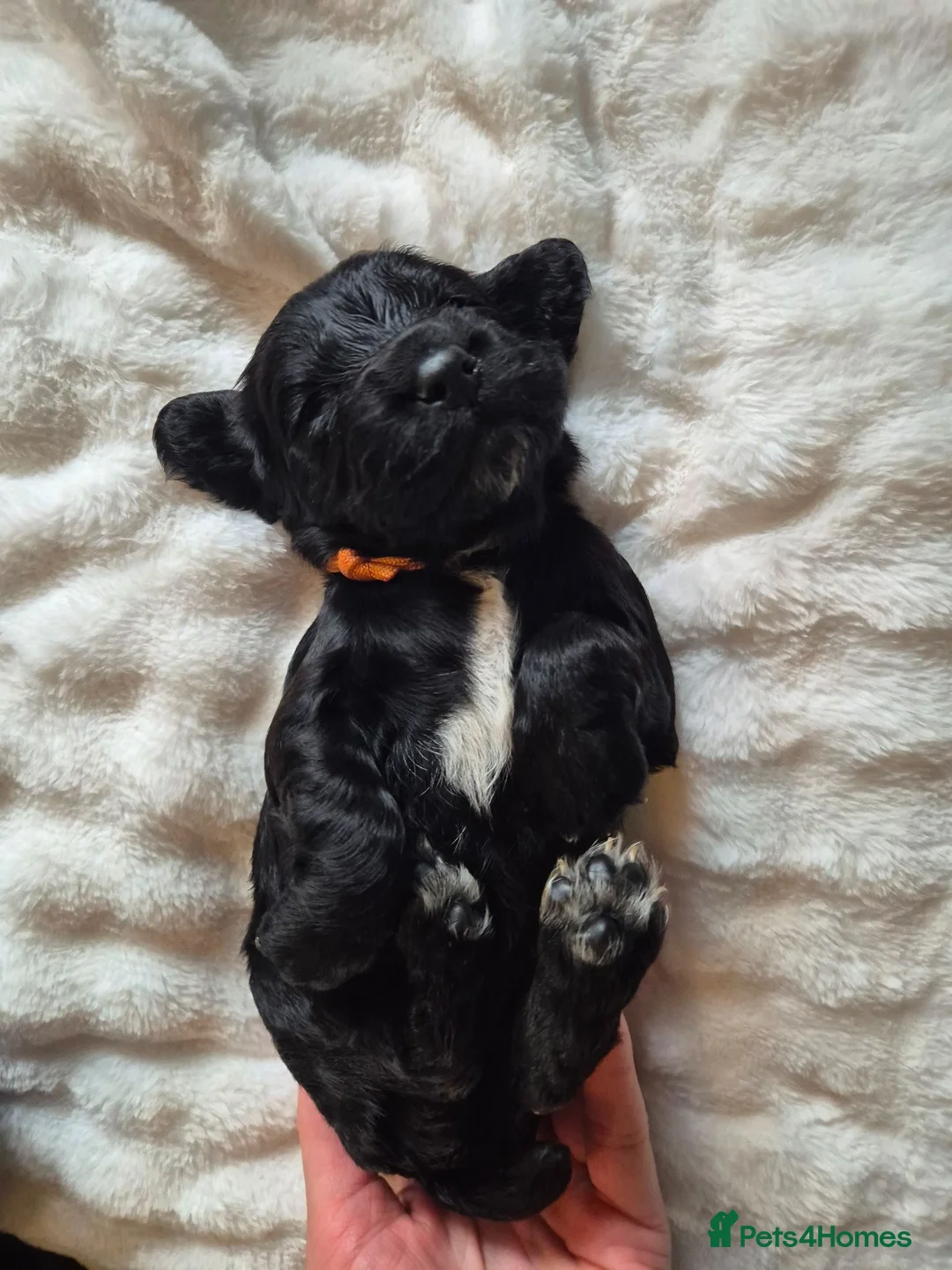 Sprocker dogs for sale: Working Sprocker Spaniels  - Advert 2