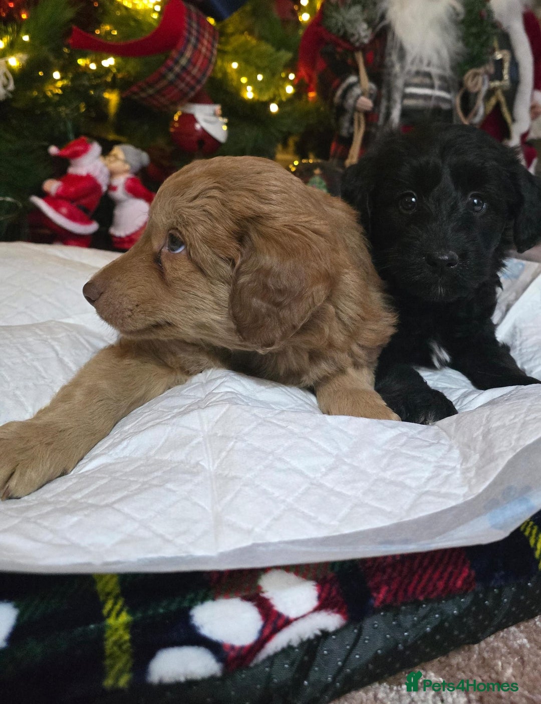 Cockapoo dogs for sale: Cockapoo puppies  - Advert 10