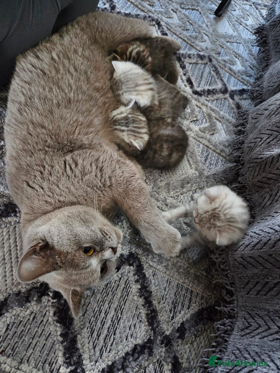 British Shorthair cats for sale: Adorable 4 pure breed kittens for sale - Advert 9