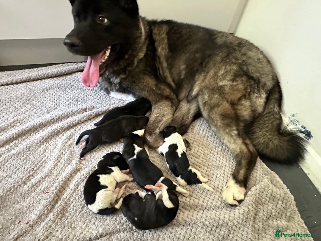 Akita dogs for sale: 6 American Akita puppies  - Image 2