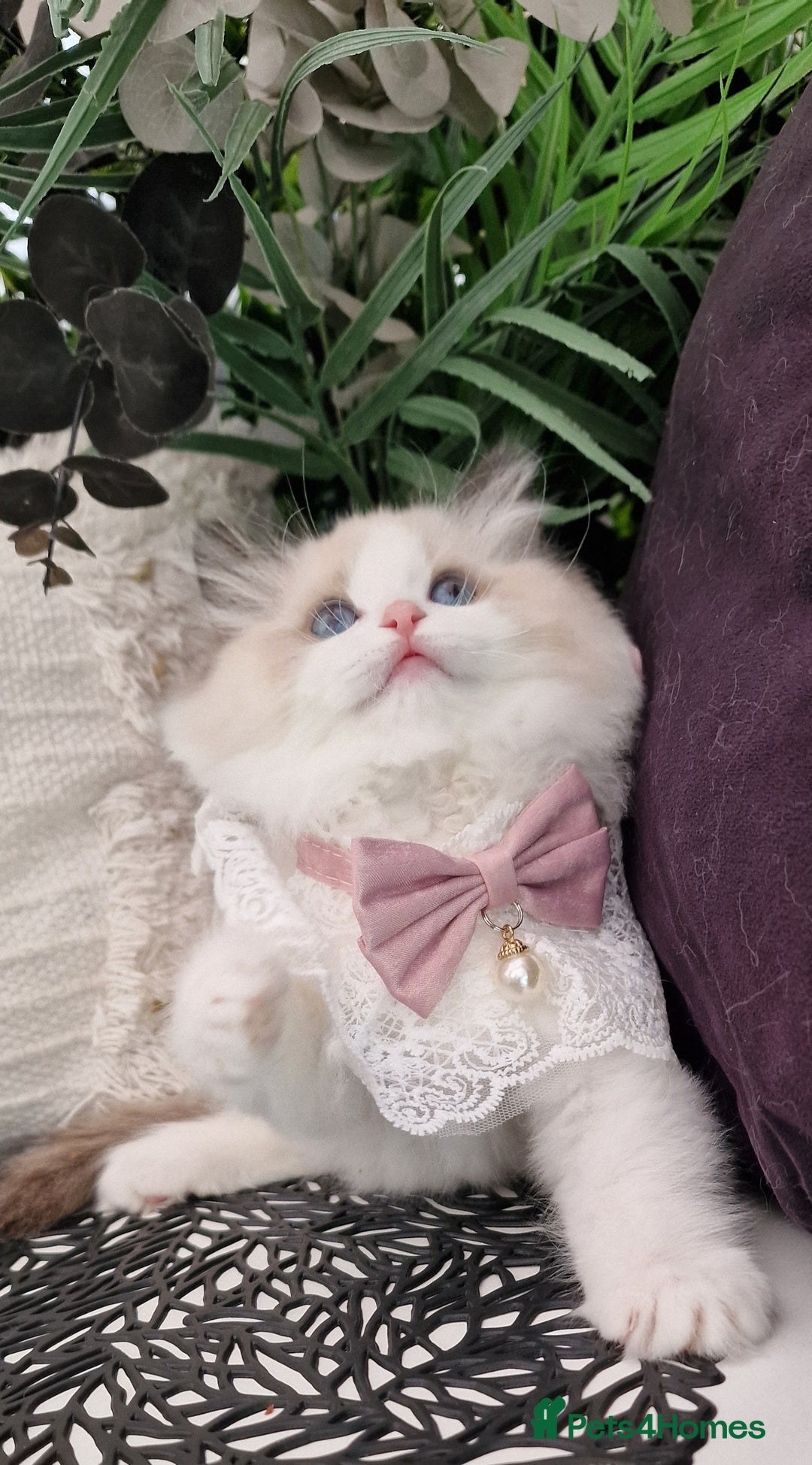 Ragdoll cats for sale: 🩷✨️Lovely Chunky EU kittens✨️🏆TICA Award cattery - Image 13