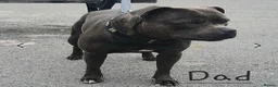 Staffordshire Bull Terrier dogs for sale: Stunning Blue Staffie Pups 🐾 - Advert 8
