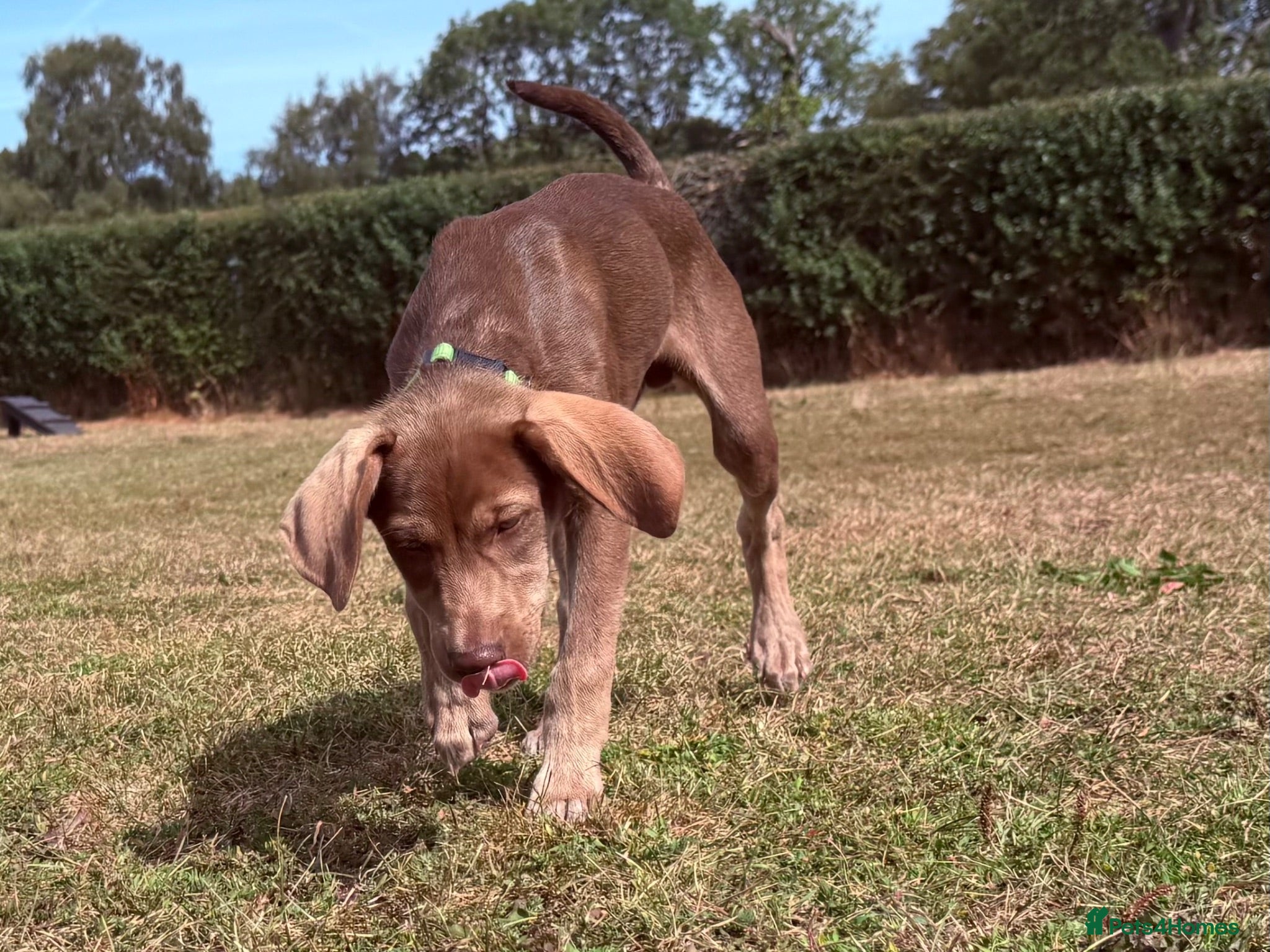 Mixed Breed dogs Waiting to Go -Stunning Husky Shepherd x Weim Boys - Advert 1