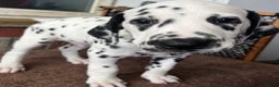 Dalmatian dogs for sale: Stunning Dalmatian puppies KC reg show winners - Advert 27