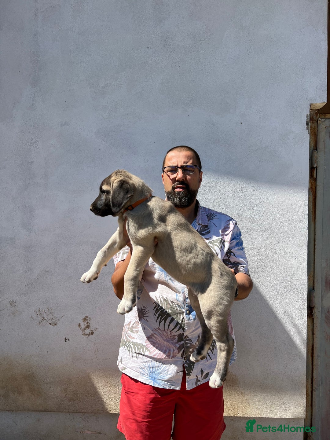 Anatolian Shepherd dogs for sale: Malakli Puppies - Image 19