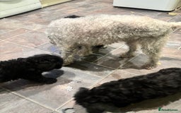 Bedlington Terrier dogs for sale: Bedlington terriers pups - Image 7