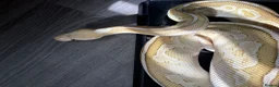 Python Snake reptiles for sale: Ball pythons for sale.  - Advert 1