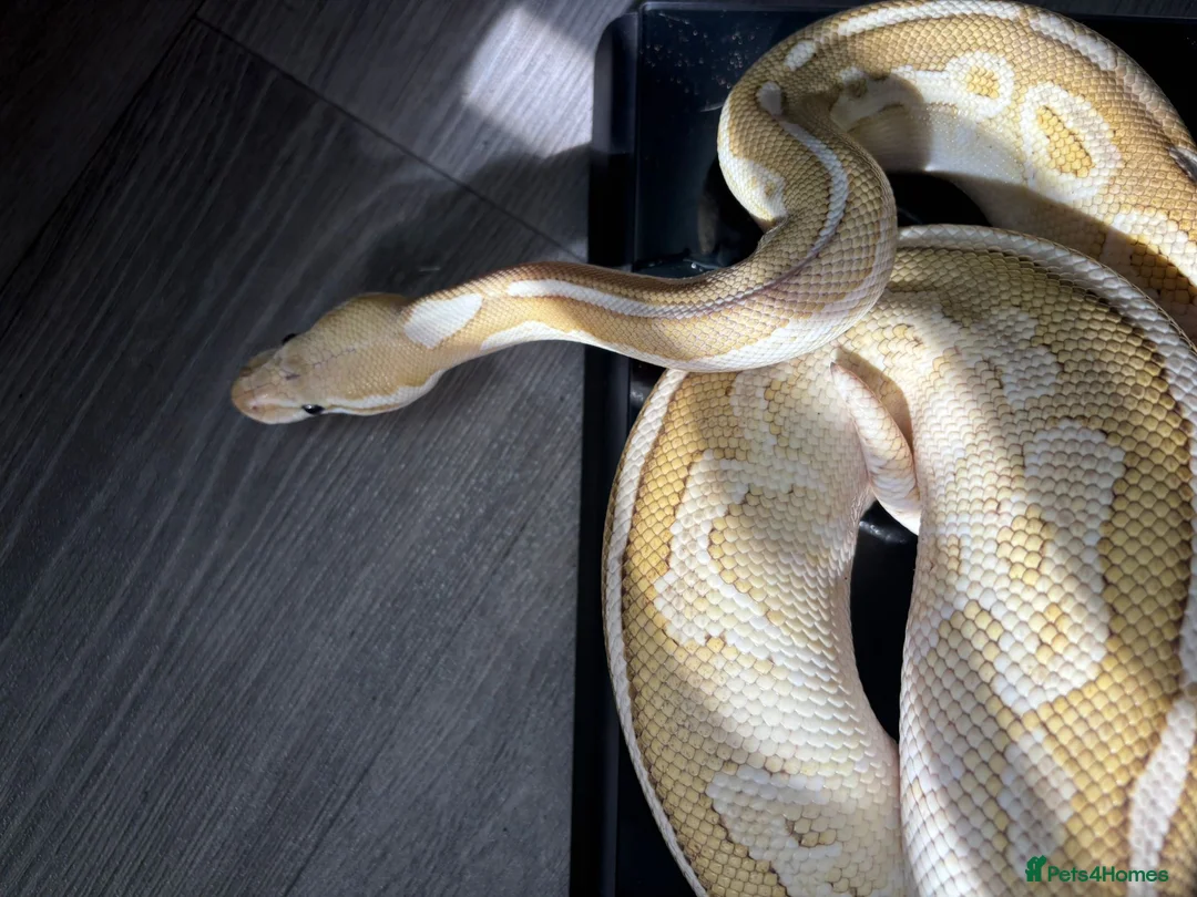 Python Snake reptiles for sale: Ball pythons for sale.  - Advert 1