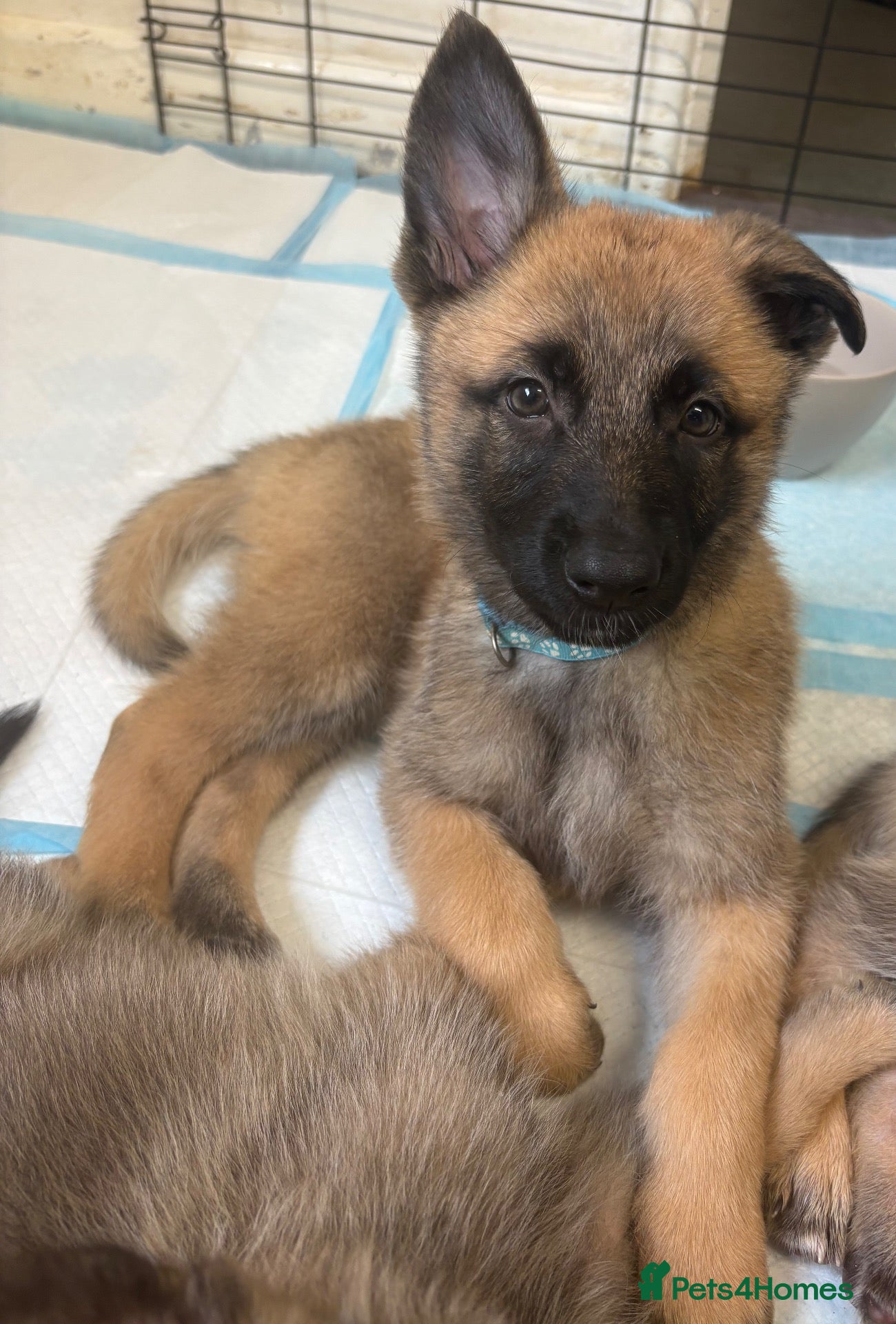 Mixed Breed dogs 8 beautiful healthy  puppies ,  German shepherd  - Advert 1