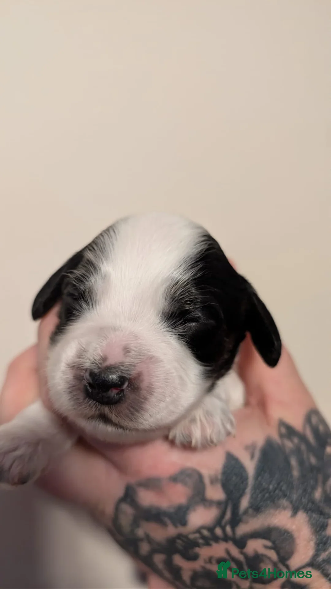 Cockapoo dogs for sale: Gorgeous cockapoo puppies  - Advert 3