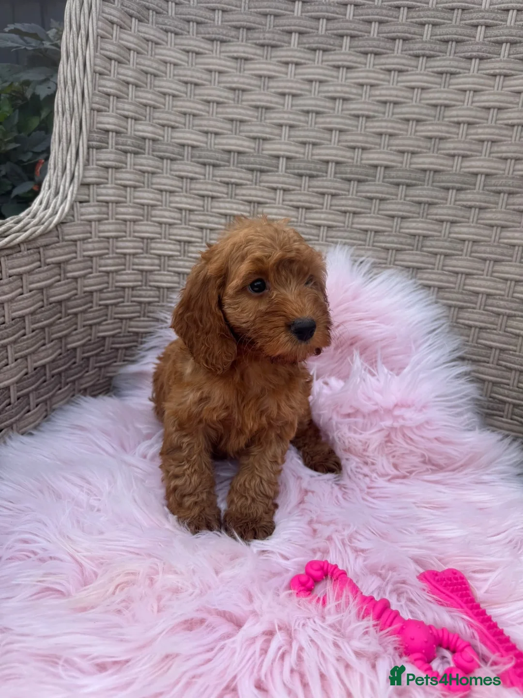 Cockapoo dogs for sale: Beautiful Cockapoo Puppies Available! 🐾 in Stoke-on-Trent - Advert 13