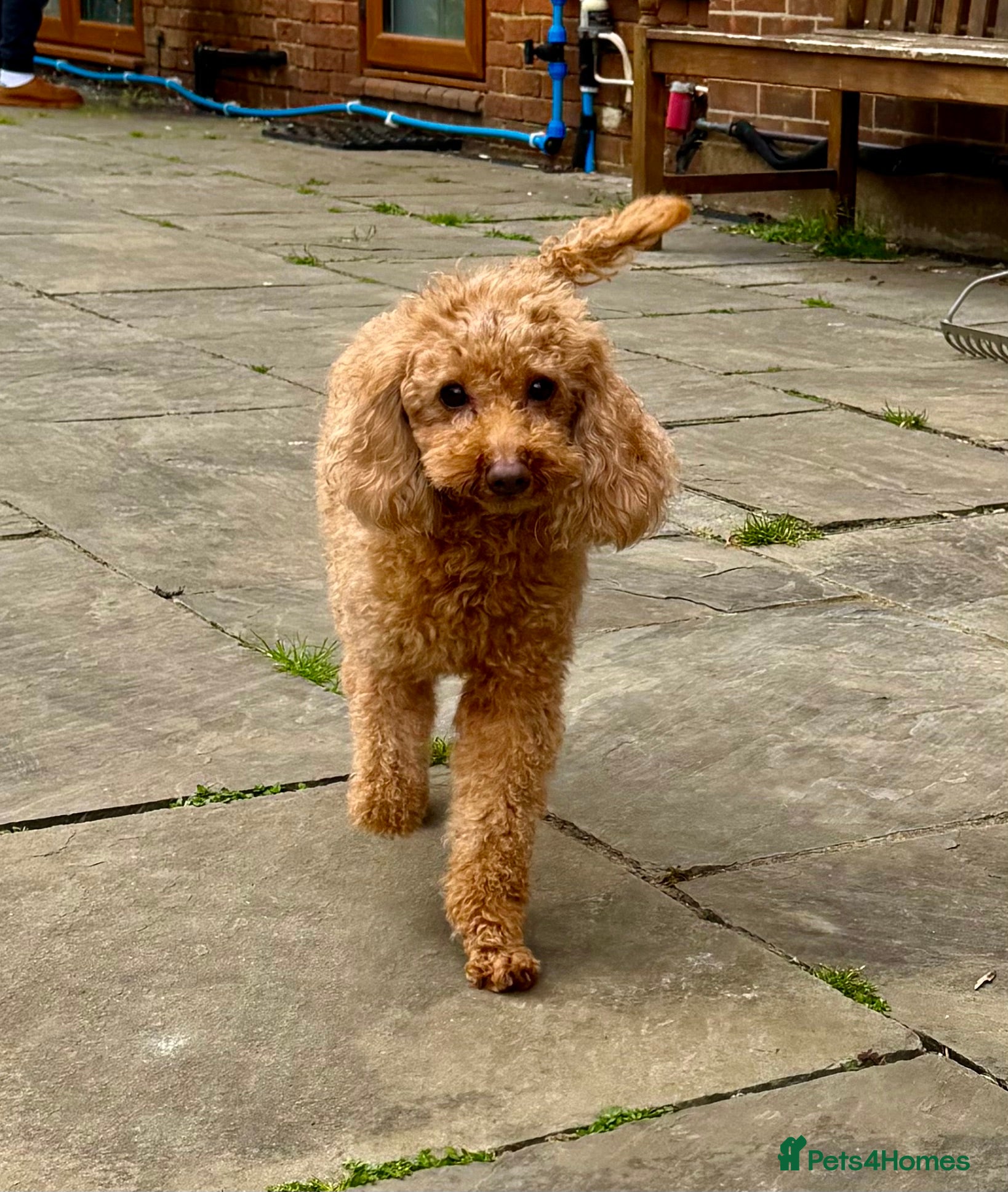 Toy Poodle dogs 🐾 HONEY BEE – Female Toy Poodle 🐾 - Advert 7