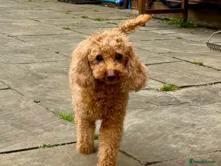 Toy Poodle dogs 🐾 HONEY BEE – Female Toy Poodle 🐾 - Advert 2