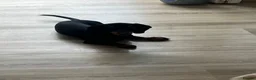 Miniature Dachshund dogs for sale: Darling slug  - Advert 1