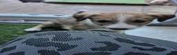Lurcher dogs for sale: Lurcher pups in Millom - Advert 4