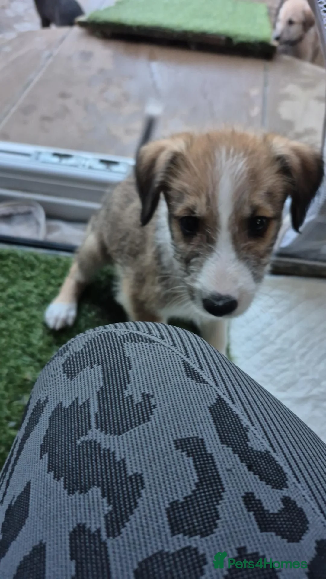 Lurcher dogs for sale: Lurcher pups in Millom - Advert 4