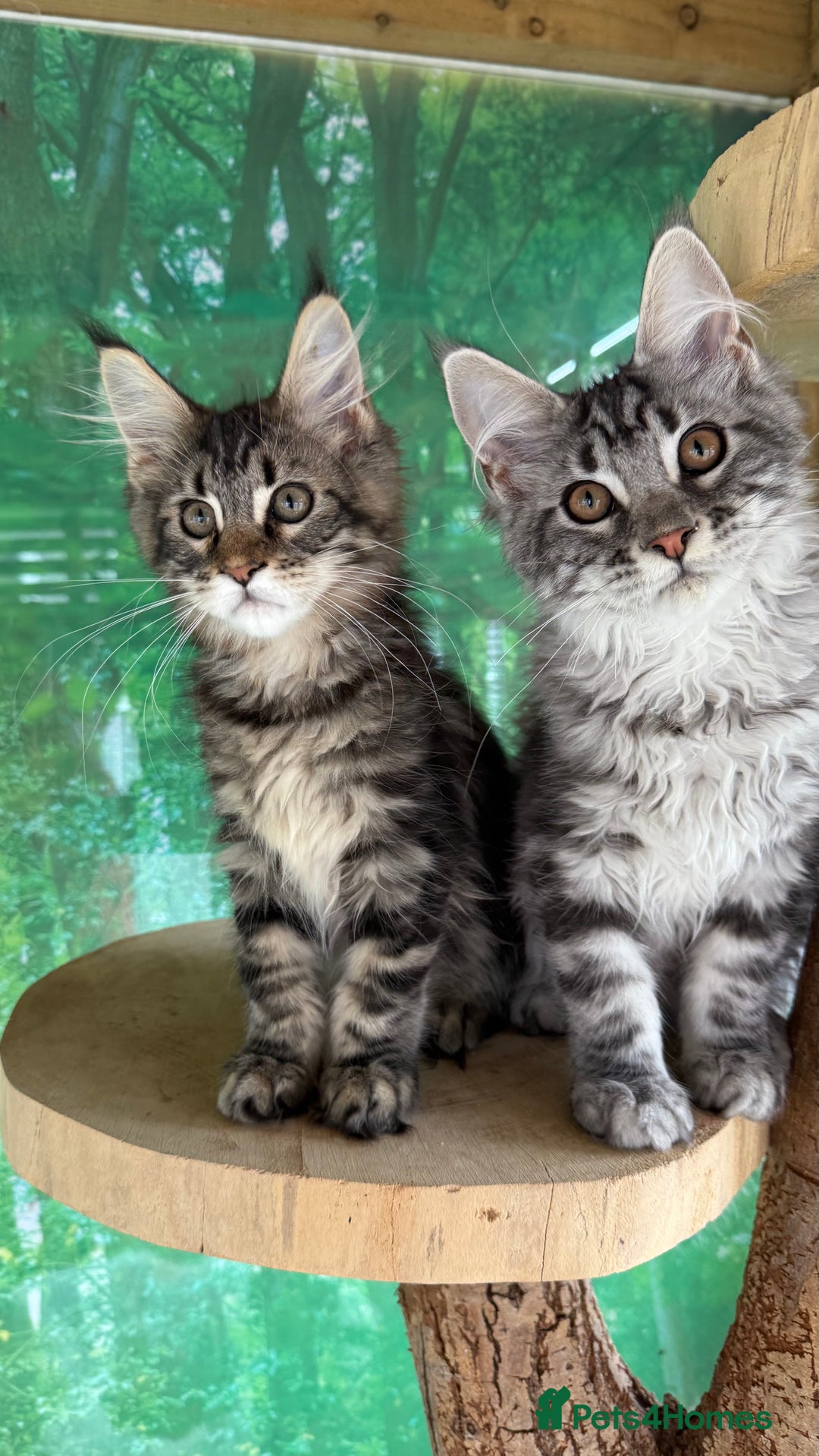 Maine Coon cats for sale: Top quality Maine coon kittens - Image 8