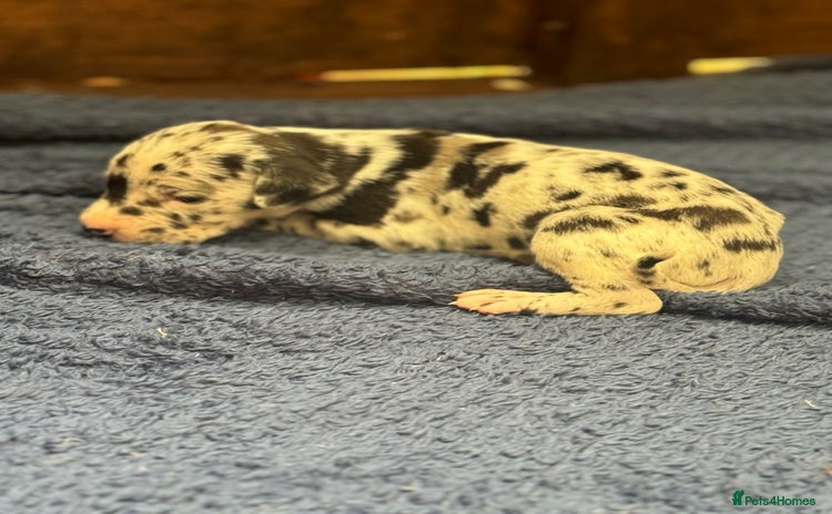 Great Dane dogs - Advert 2