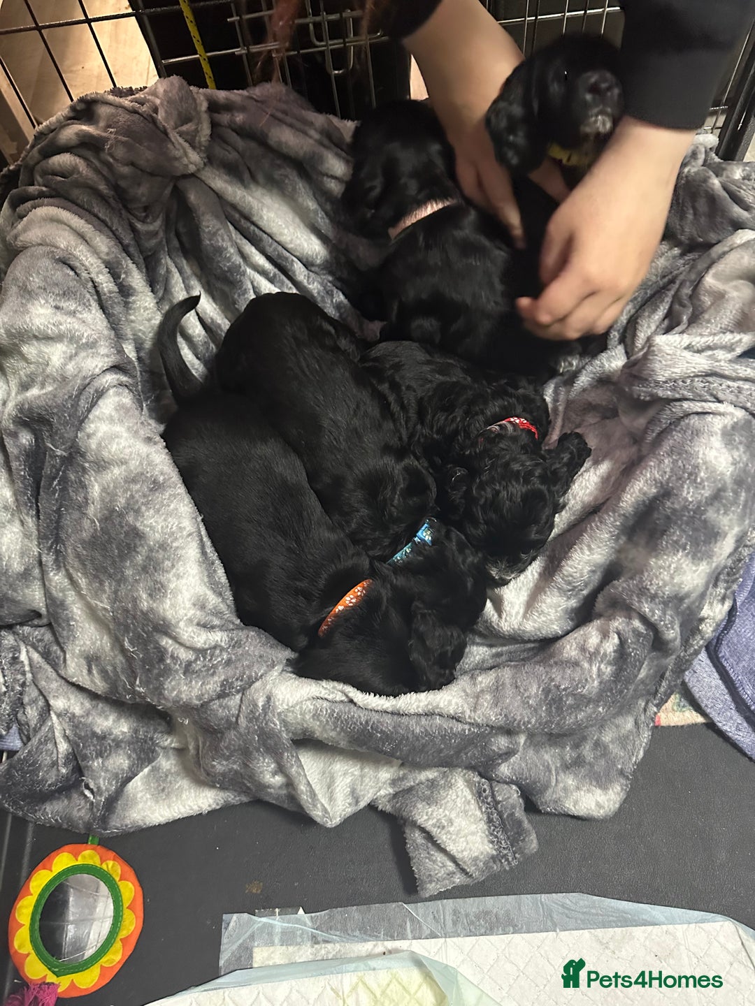 Cockapoo dogs for sale: Stunning F1B Show Cockapoo LAST TO RESERVE - Image 8