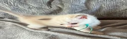 Ragdoll cats for sale: 5 Ragdoll Kittens for sale (3 girls 2 boys)  - Advert 6