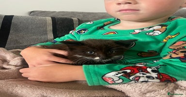 Mixed Breed cats - Advert 4