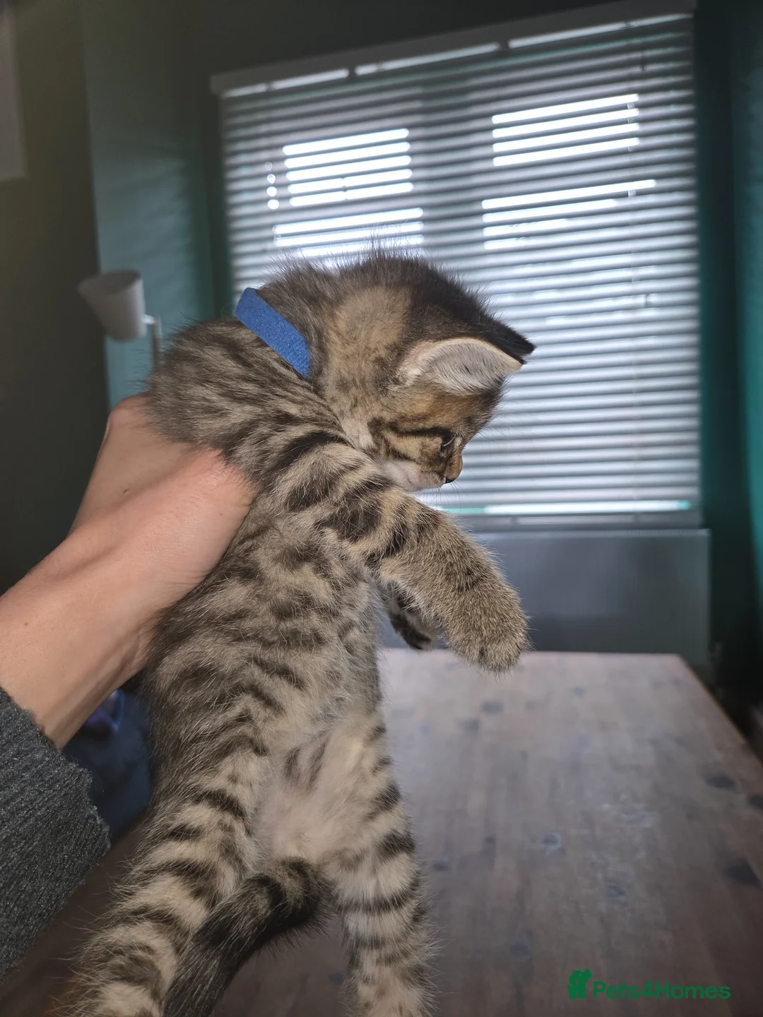 Mixed Breed cats for sale: Maine Coon Tabby kittens - Advert 10