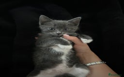 British Shorthair cats for sale: Female 9 week old kitten  - Image 1