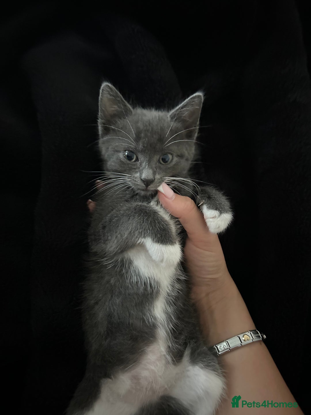 British Shorthair cats for sale: Female 9 week old kitten  - Image 1